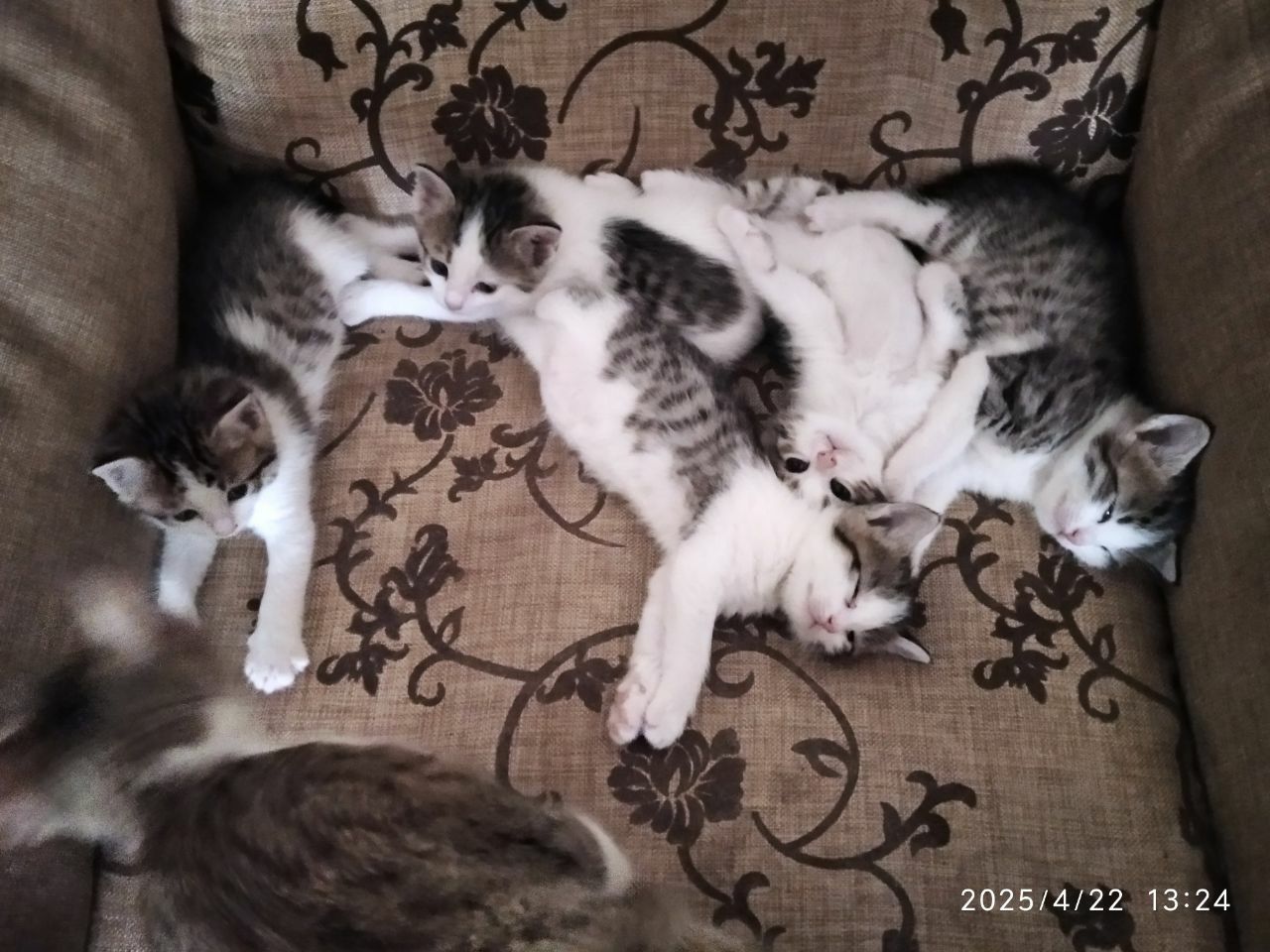 Mushuk bolalari onasi hadiyaga beriladi yahshi qollarga