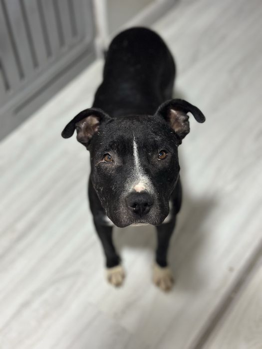 Пристраивается Спайк питбуль