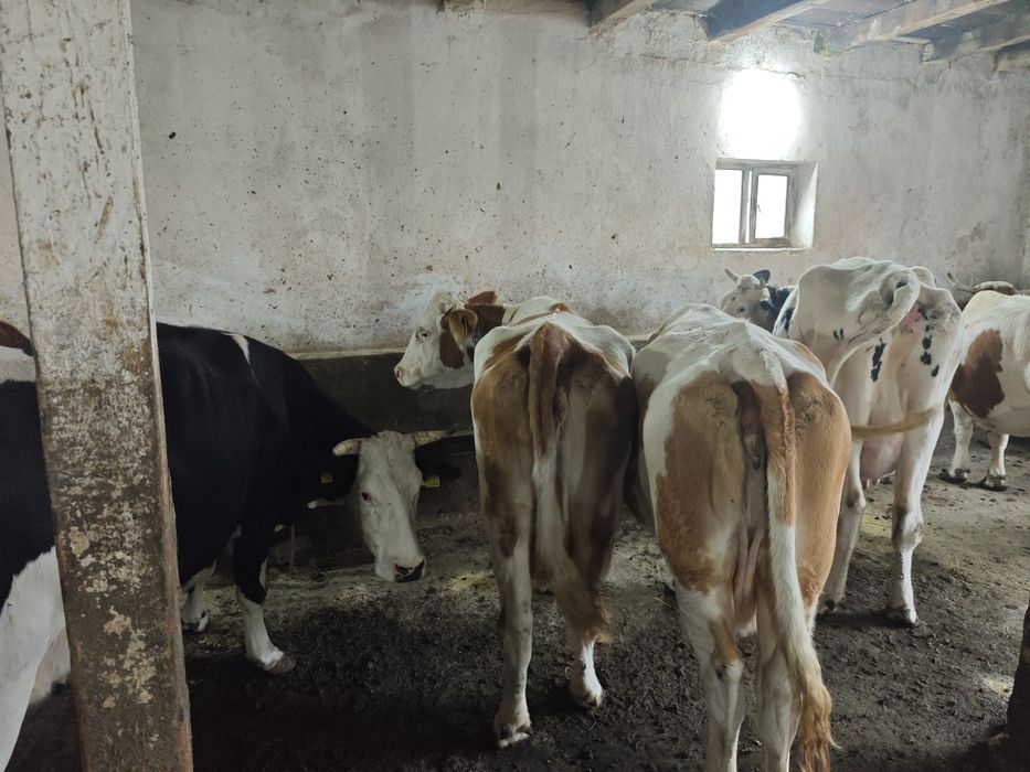 Ofer spre vanzare 42 buc vaci cu lapte