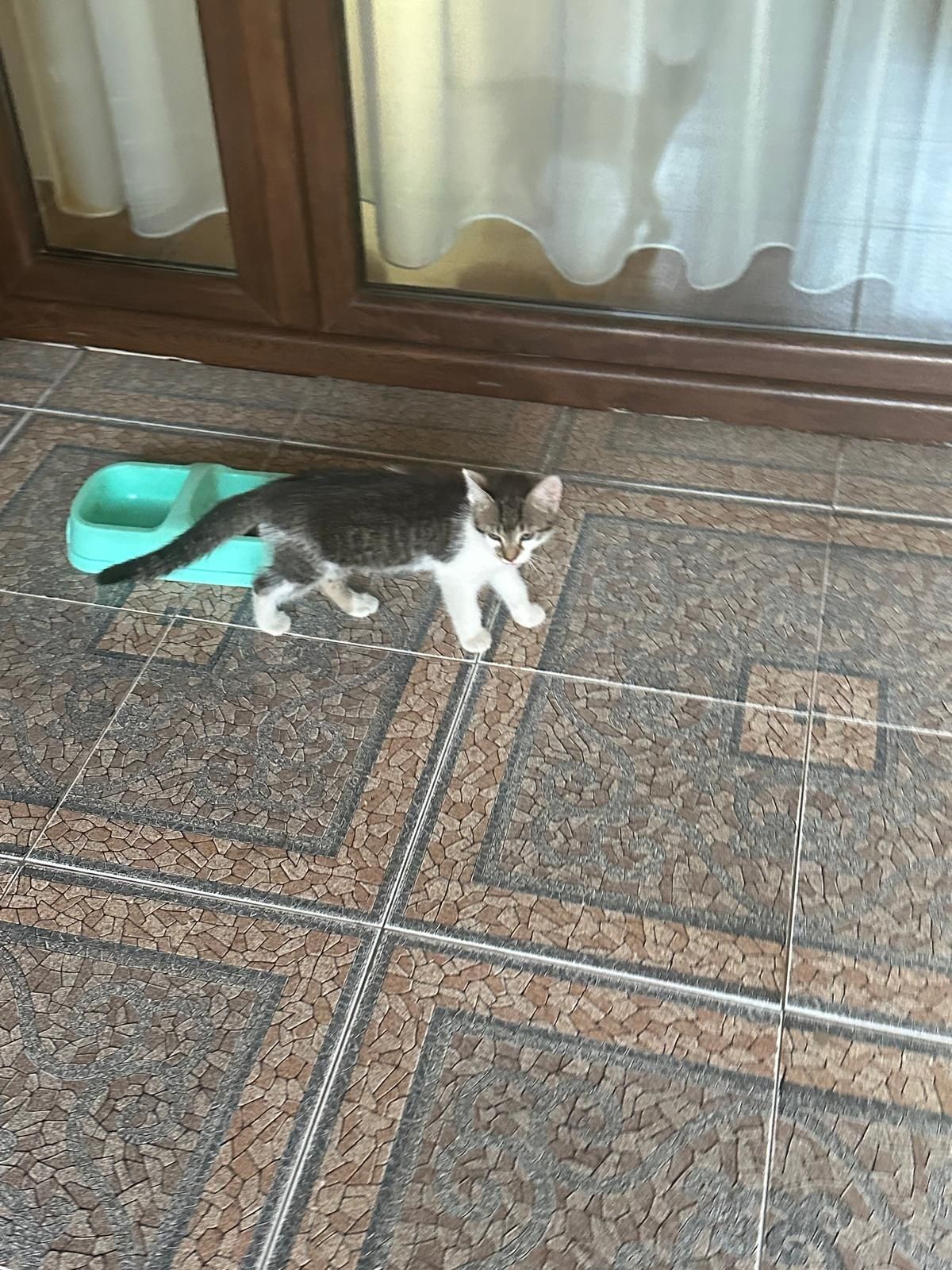 Donez pisică 2,5 luni