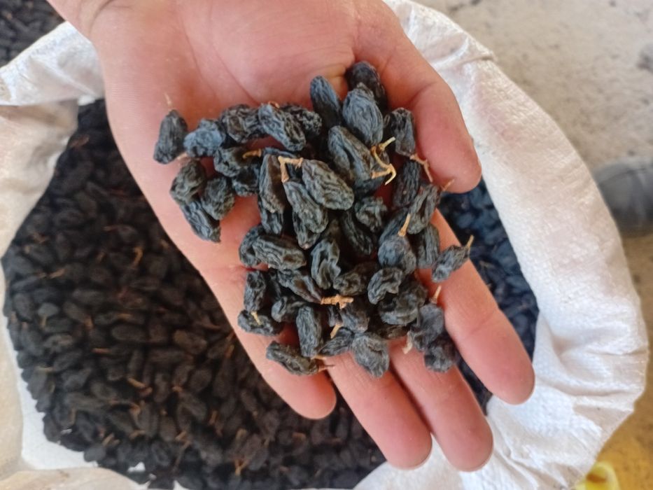 Mayiz.soyaki,kunaki,seppa,gibrit,gigant,xar xil turdagi mayiz sotiladi