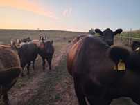 Vand lot de 12 vaci angus