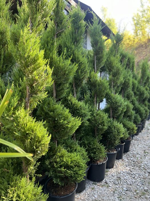 Plante ornamentale de orice soi