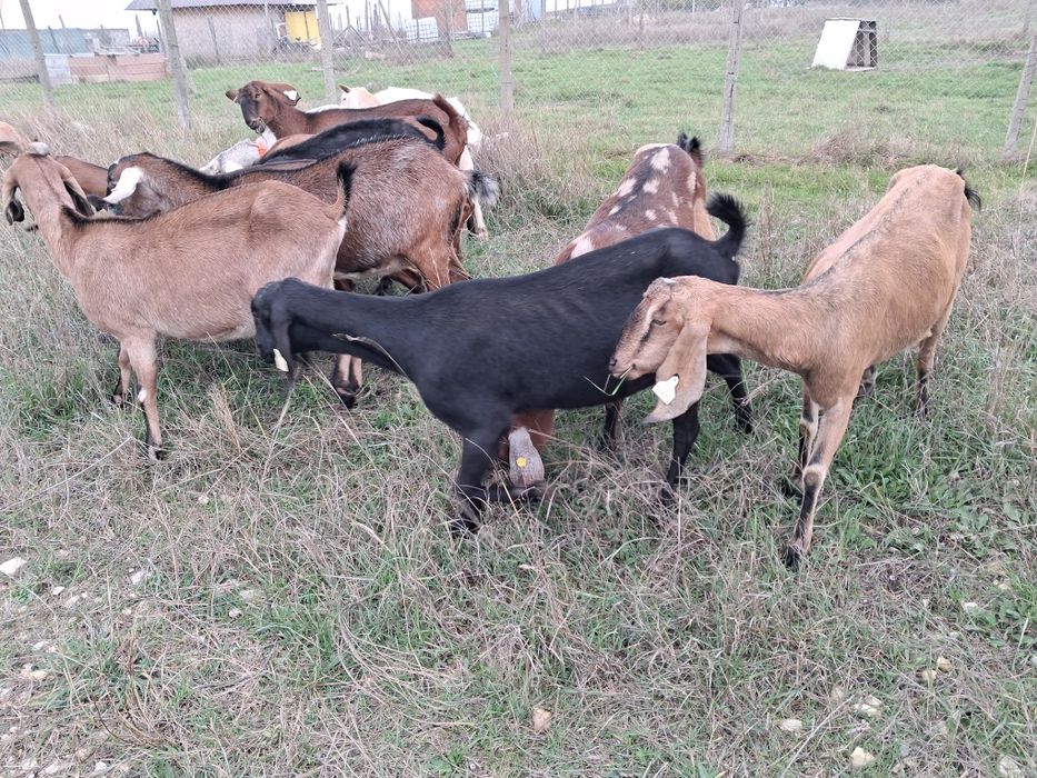 Vand capre Anglonubiene