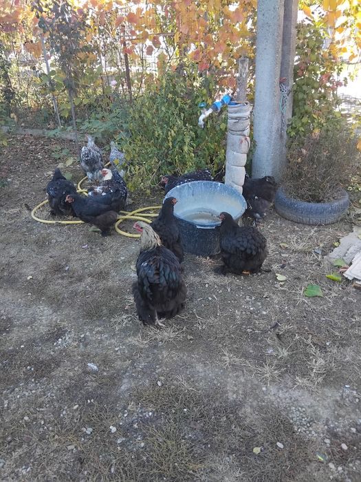 Vând cocoș cochinchina