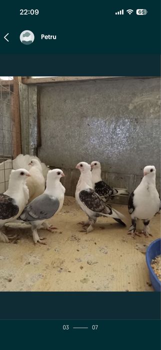 Matase japoneza/rate+1 ratoi/Porumbei frumusete 120 ron/perechea