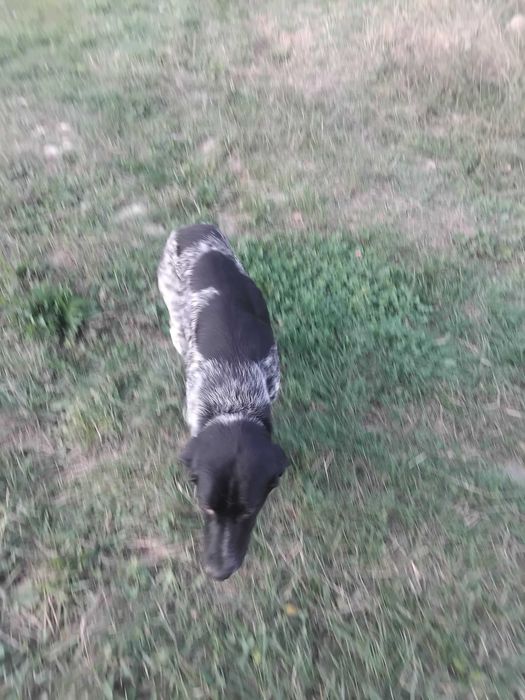 Donez o cațalușa rasa brec german