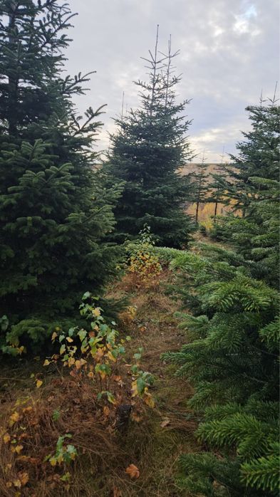 Brazi de craciun si cetina