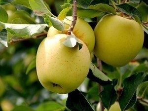 Vand mere (diverse soiuri)