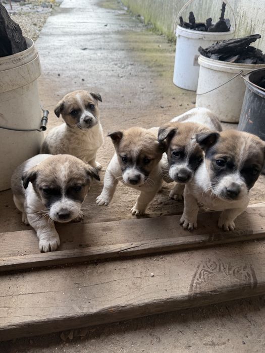 Donez catei talie medie