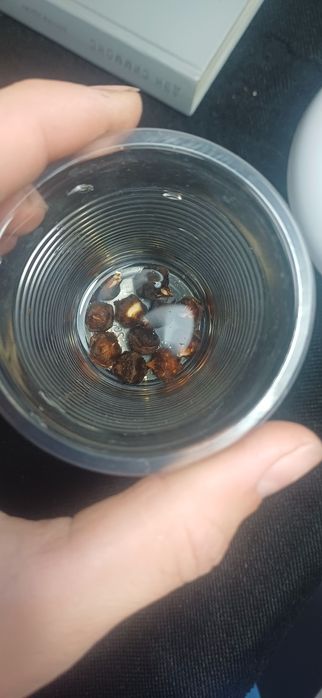 Клубни алоказий полли и бамбино