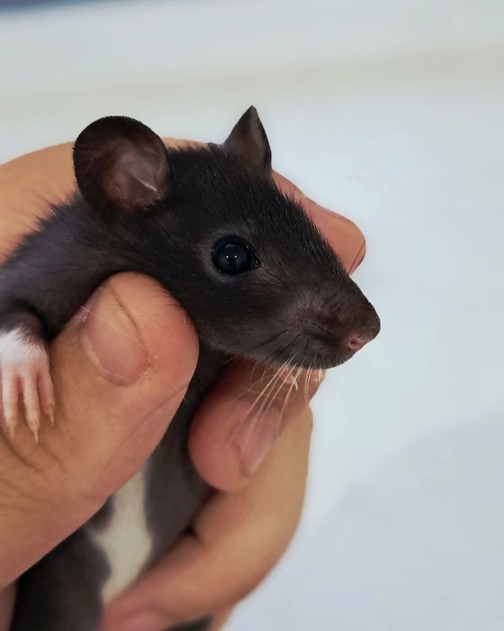 Крысята девочки всего 1 месяц