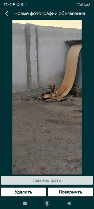 Ето собака не зариажен