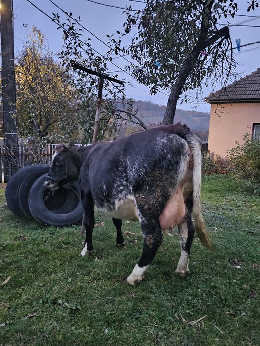 Vand vaca gestanta, la prima fătare din mama foarte bună de lapte