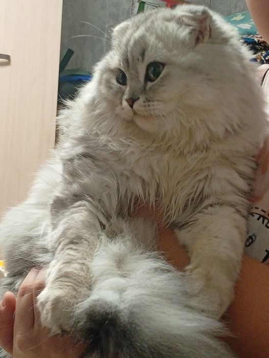 Кошка 5 месяца цена 40000 любит детей игровой