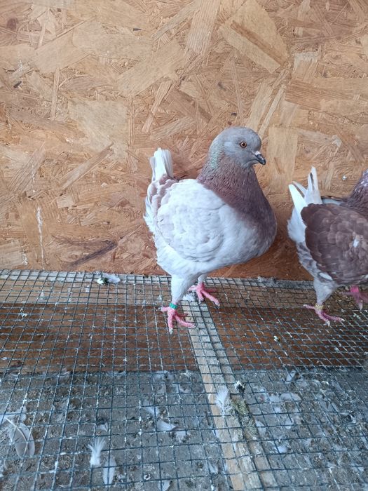 Porumbei king de vânzare