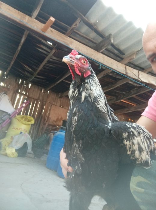 Питухи домашние здоровые