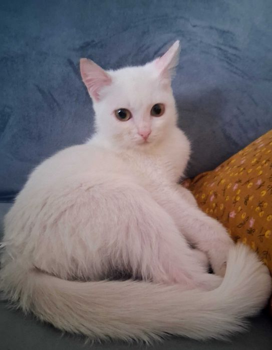 Котёнок в хорошие руки