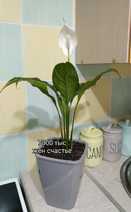 Продам цветок Женское счастье спатифиллум