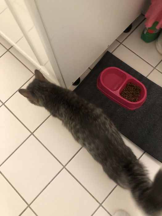 Продается кошка с котятами