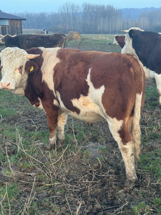 Vand tairi, baltata romaneasca