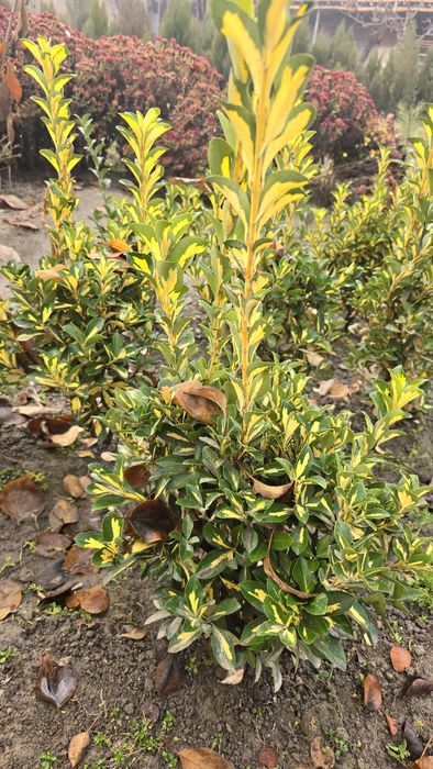 Билайн шамшодлар