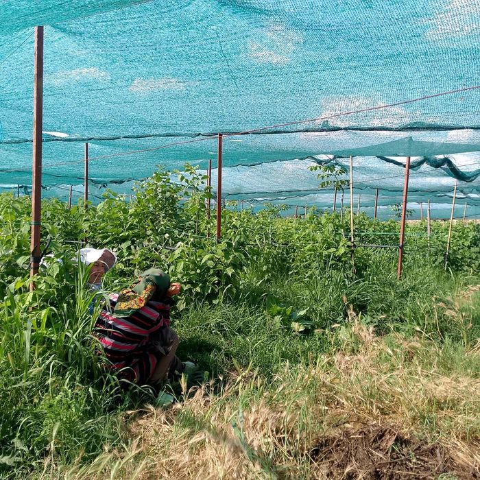 Сдаю в аренду плодородную землю 1.2.га