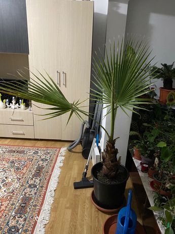 Palmier 1,5 m rezistent la frig