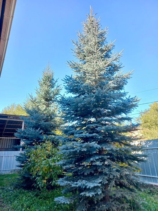 Красивые голубые ели 3штуки