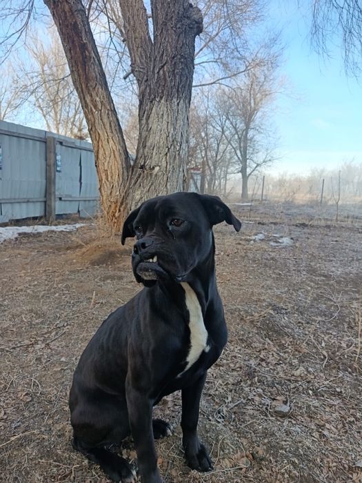 Отдам в хорошие руки боксершу