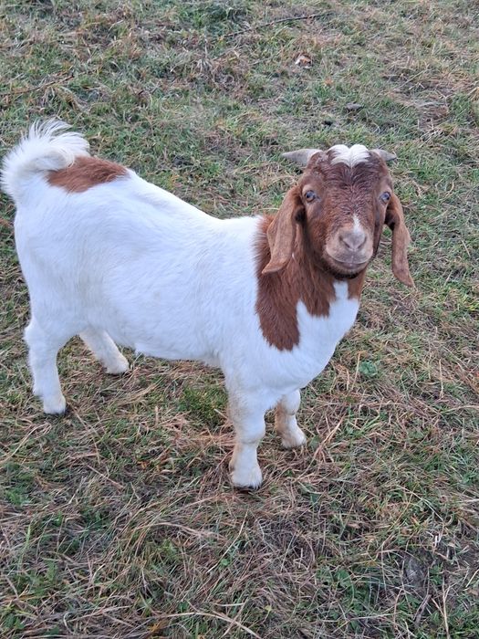 Schimb țap boer cu țap de aceeași rasă sau cu o iadă