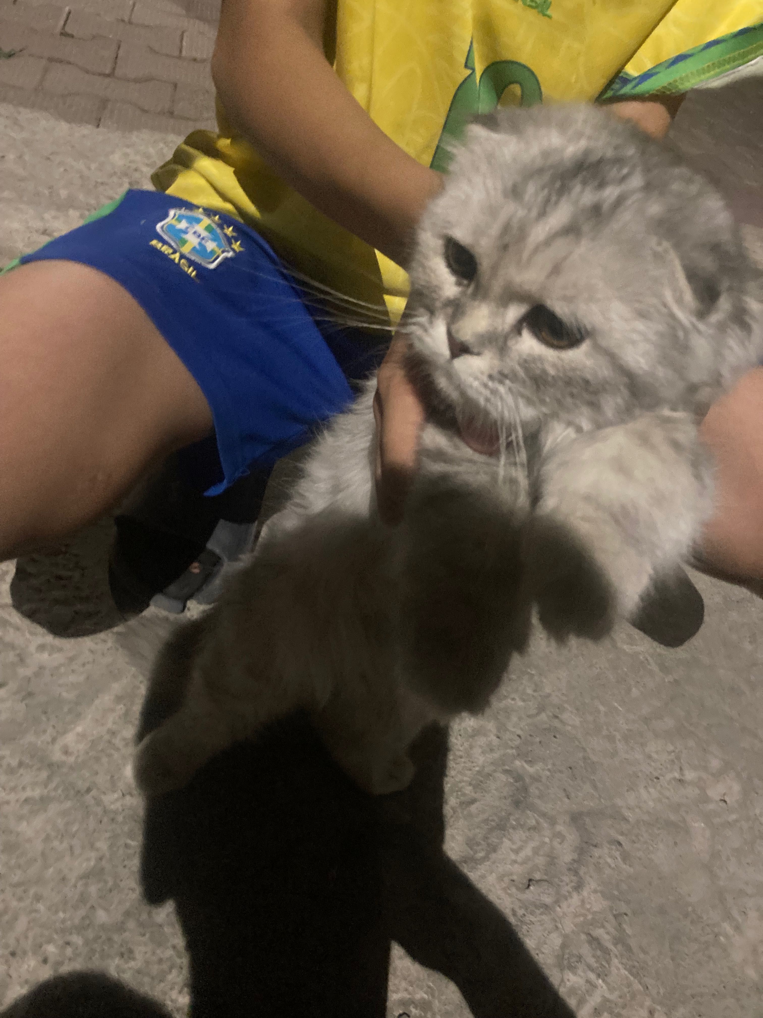 Кошка породистая
