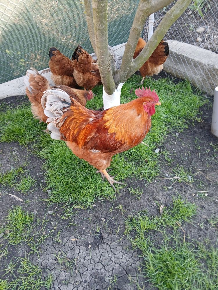 Cocos rasa Hampshire