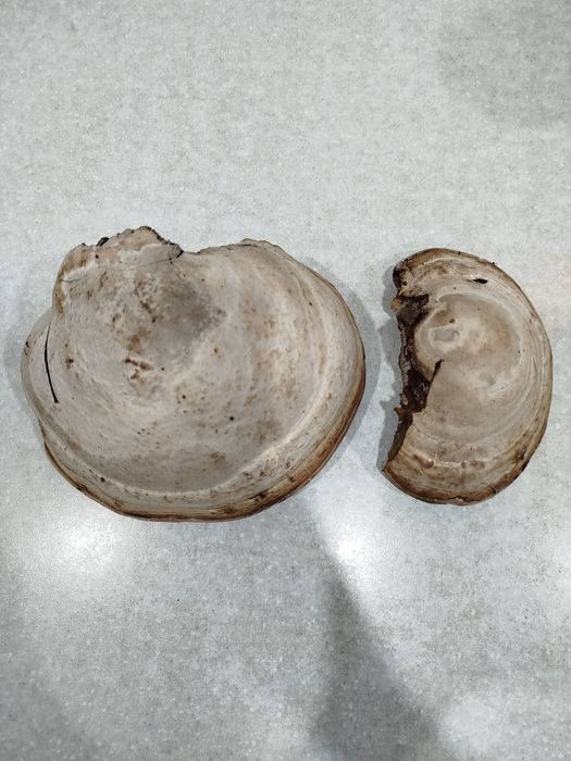 Чага берёзовая (трутовик)