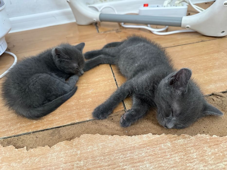 Передадим котят в добрые руки.