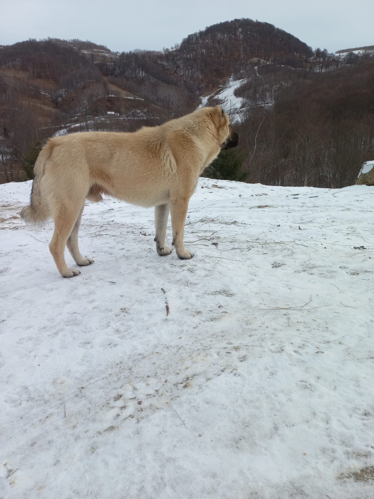 Vand sau schimb Câine Cangal (mascul)