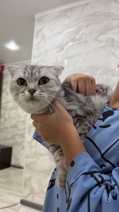 Шотландская кошка