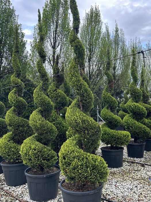 Spiral Tuia PonPon Magnolia Grandiflora Palmier Trachycarpus catapla