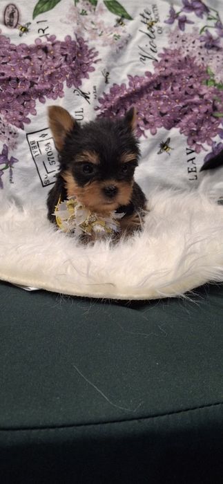 Йоркширски териер.Йорки