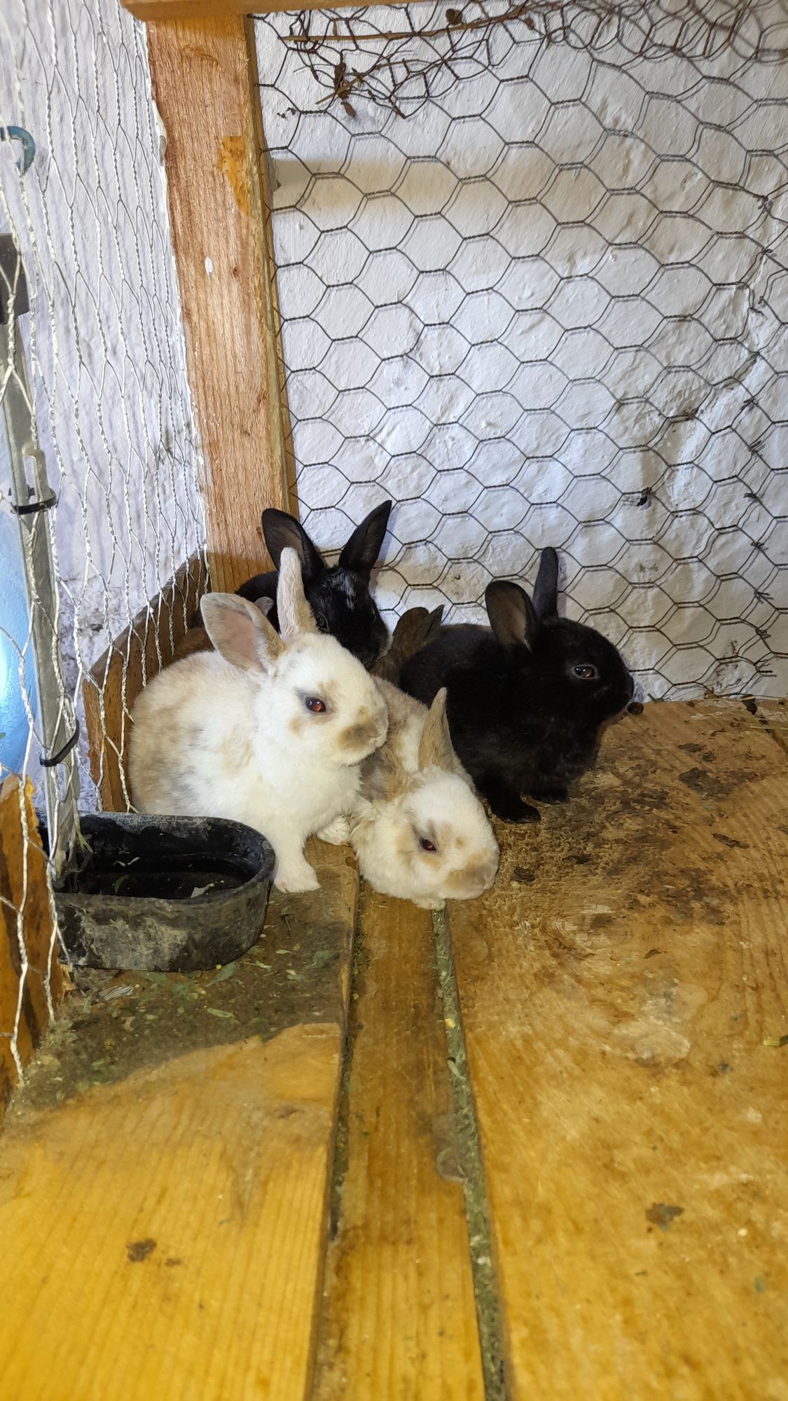 Iepurași rex pitic