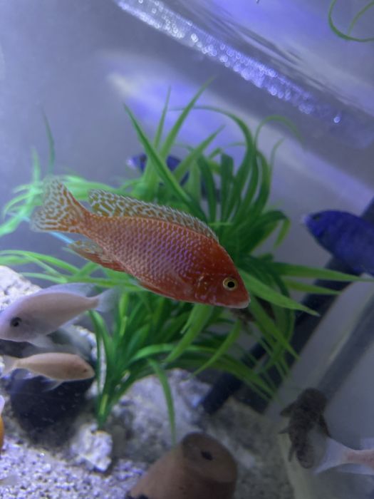 Продаются орхидеи