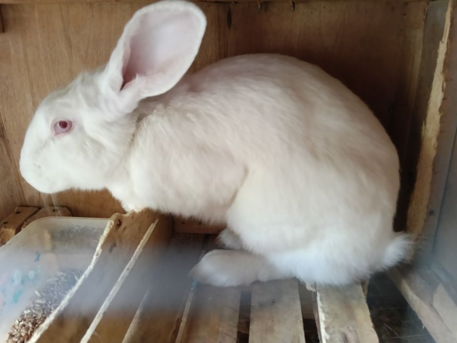 Продаются домашние кролики