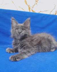 Мейн-кун котята серебро голубой солид