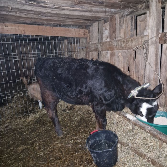 Vitea de 5 luni din monta artificiala