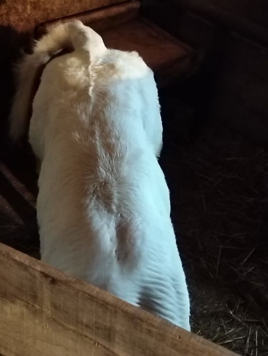 Vînd vițel belgian