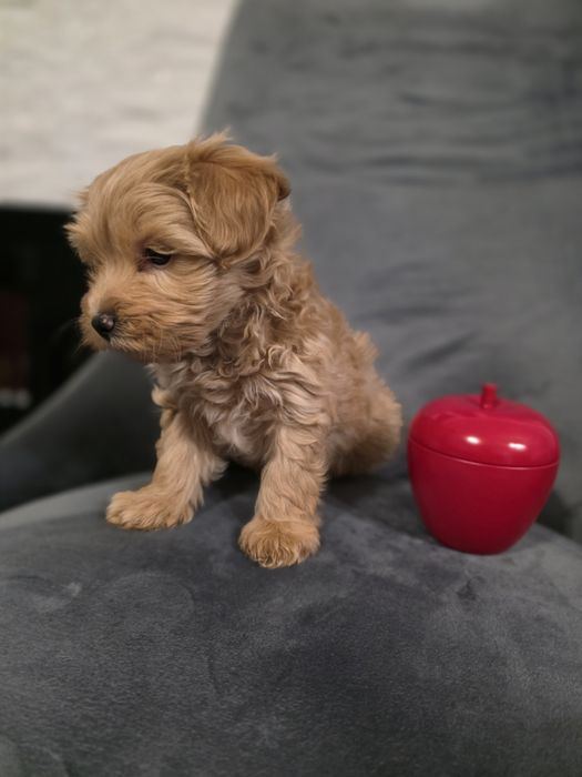Maltipoo baietel mini toy