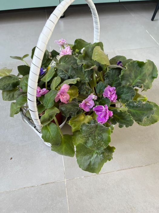 Набор цветущих фиалок в корзине