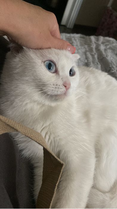 Отдам кошку в добрые руки