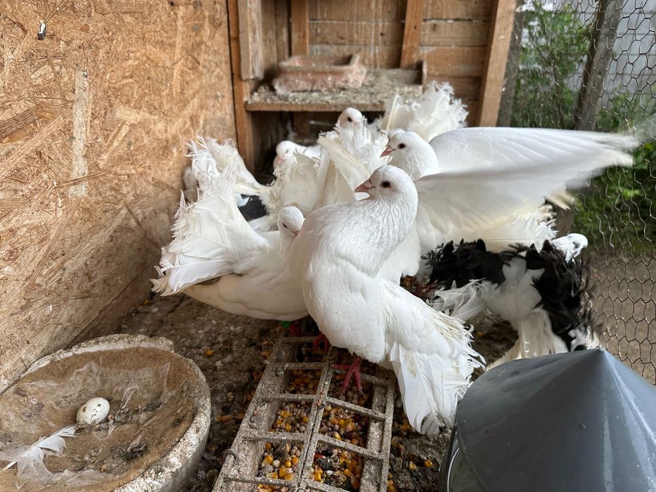 Vand 2 perechi de porumbei 200 lei