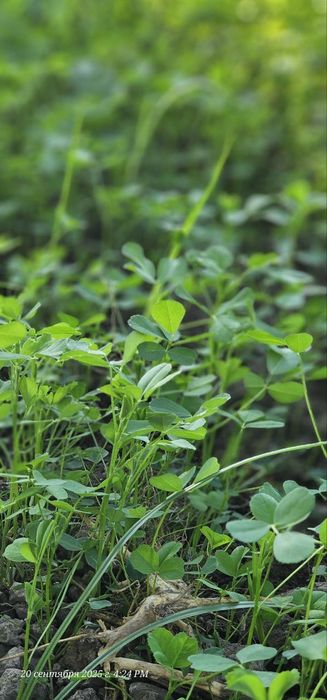 Беда уруг (оригинал)